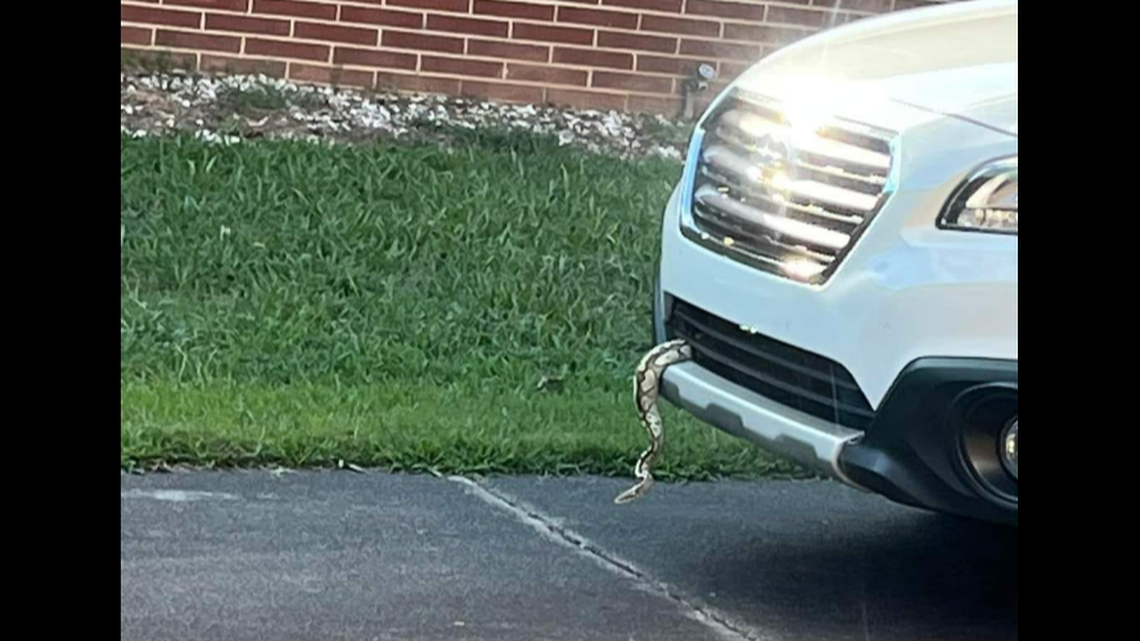 A large, non-native species of snake was found dangling from the engine of a vehicle in Kannapolis, North Carolina, and it took a cop to get it out.