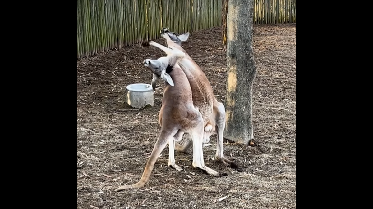 “Boxing” between kangaroos can range from a way to be playful to settling disagreements, the Tennessee zoo said.