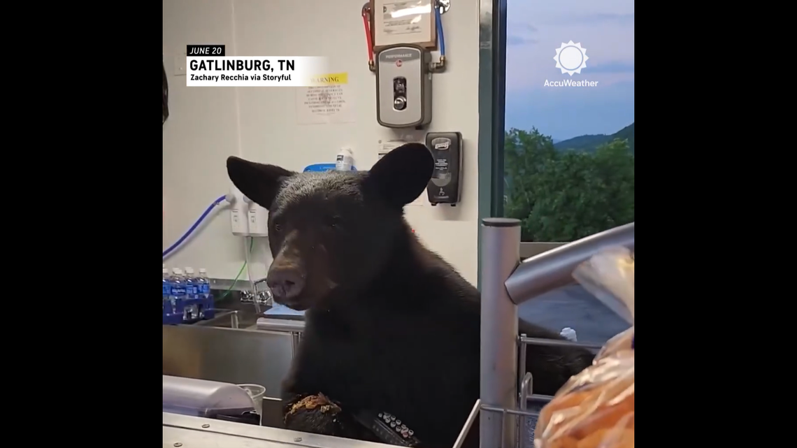A patron at a Tennessee adventure park recorded a video of a bear rummaging around a concessions stand then chasing after an employee who came face-to-face with the animal.