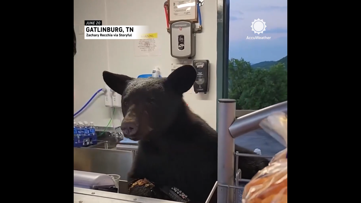 A patron at a Tennessee adventure park recorded a video of a bear rummaging around a concessions stand then chasing after an employee who came face-to-face with the animal.