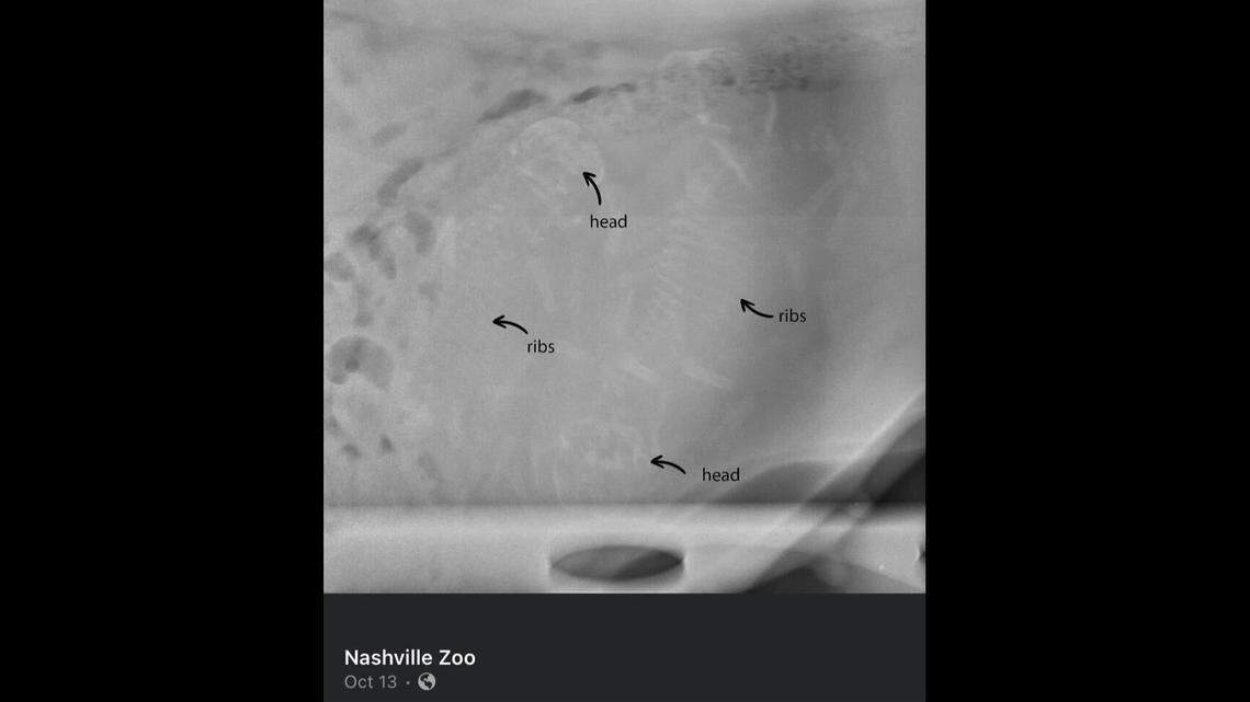 The Nashville Zoo confirmed a Sumatran tiger named Anne was pregnant with cubs in August when the animal team performed an ultrasound. Her three babies were born Oct. 20.