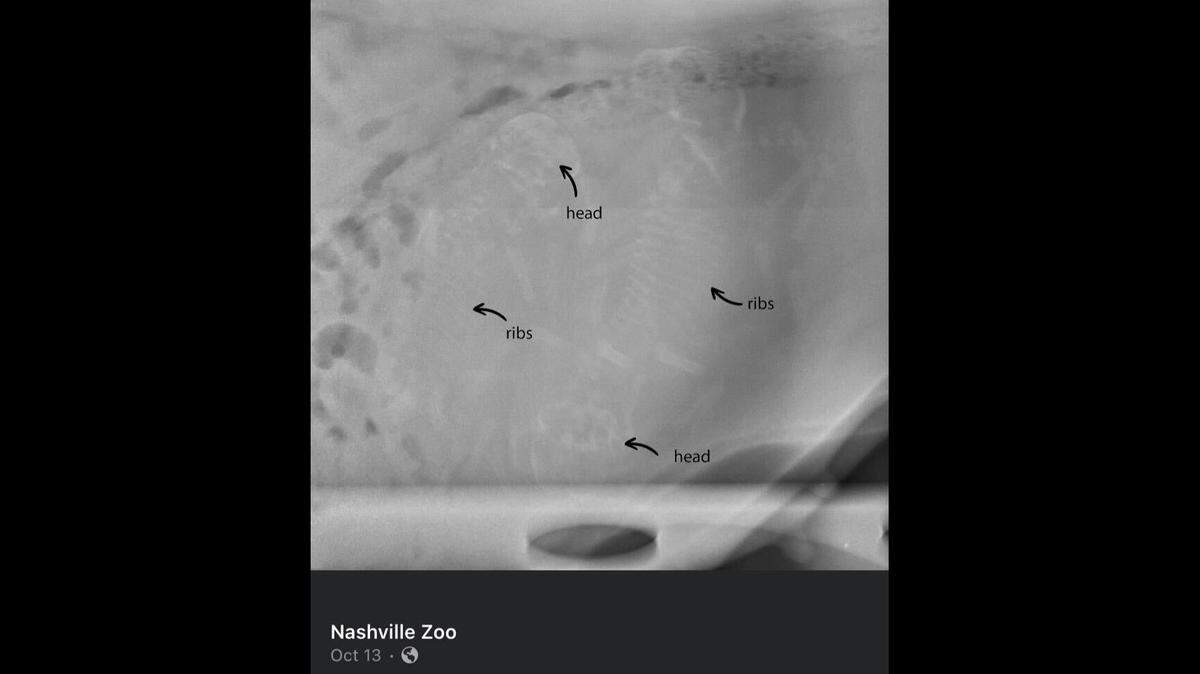 The Nashville Zoo confirmed a Sumatran tiger named Anne was pregnant with cubs in August when the animal team performed an ultrasound. Her three babies were born Oct. 20.