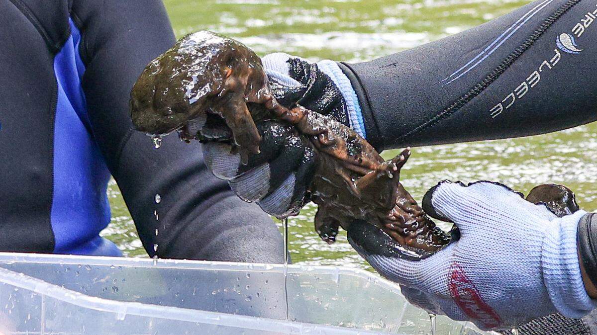 Twenty-seven hellbenders, a large species of salamander, were released into Tennessee waterways as part of conservation efforts for the endangered species.