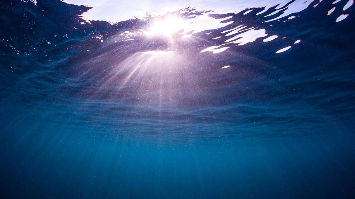 Scientists on a submersible in the Pacific Ocean found a 1-foot-long sea creature with 24 “feet” and discovered a new species, a study said.