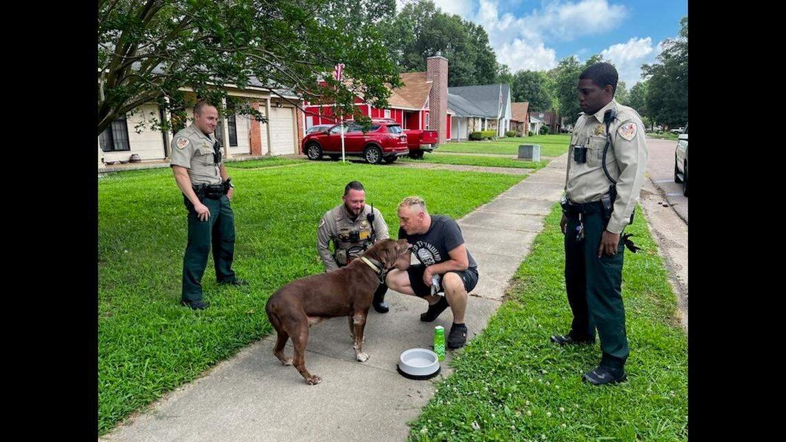 Hershey, a brown lab stolen during a carjacking in Memphis, has now been reunited with his owner, law enforcement said.