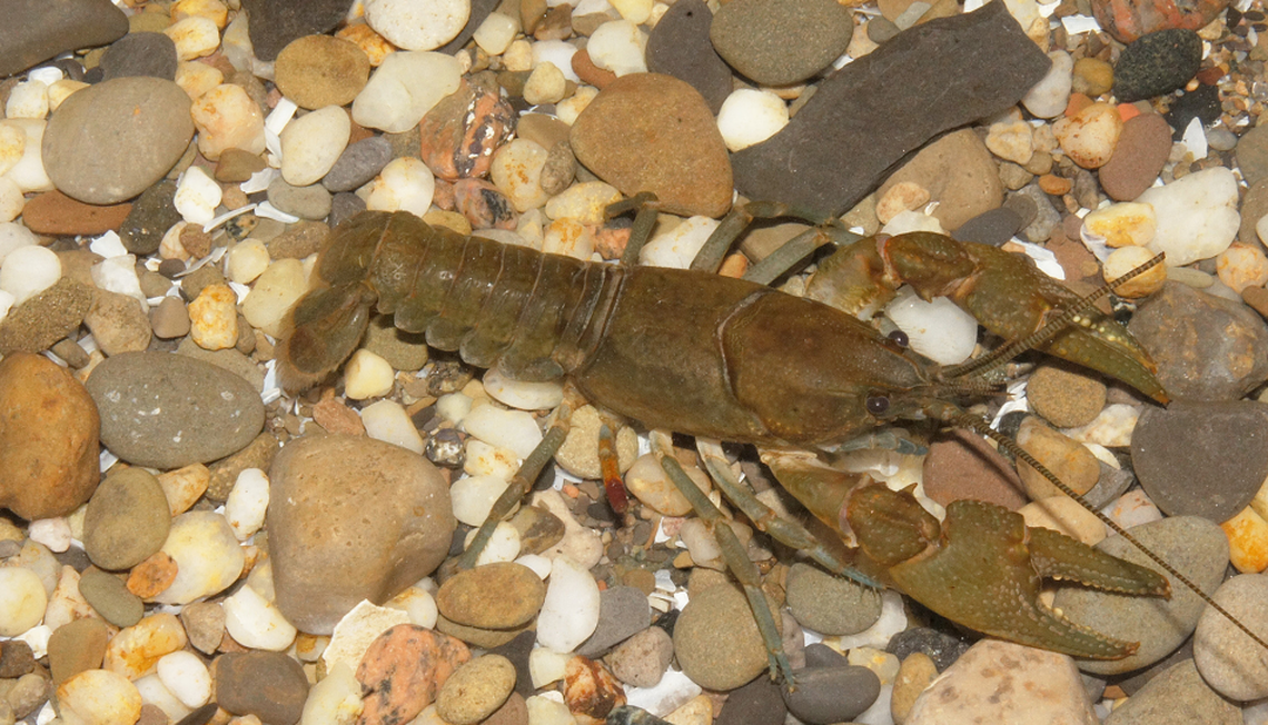 The Ocoee crayfish are 2 to 3 inches long and typically live under slabs of rock, according to researchers.