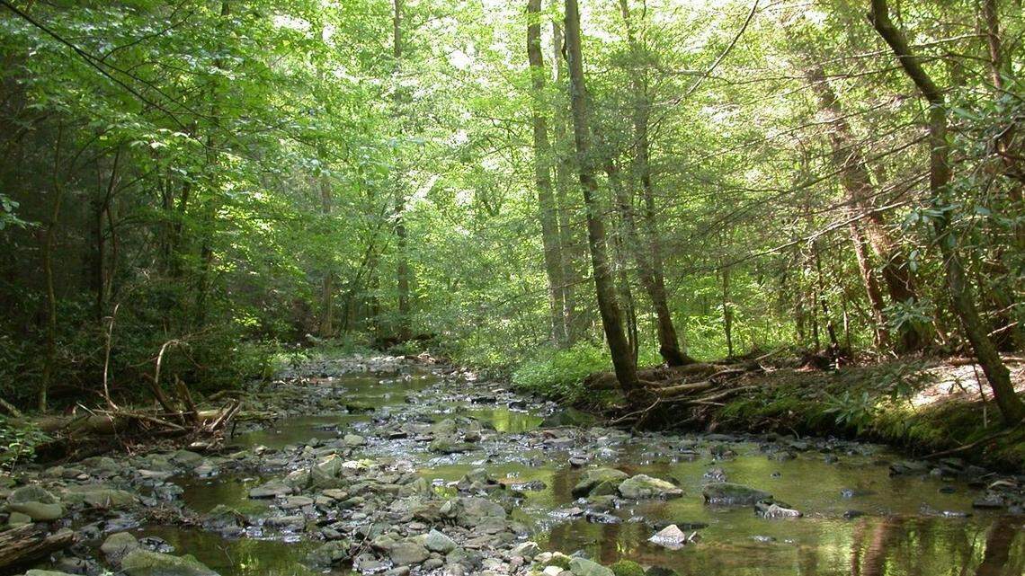 Forty-six crayfish collected in the Ocoee River Gorge in southern Tennessee are part of a new species, researchers said in a study.