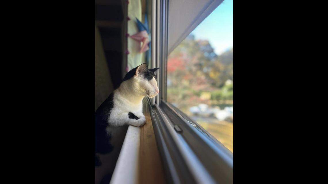 Domino the “brave and social” cat was adopted into a new home.