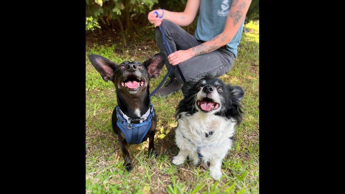 Dog best friends Pepper, left, and Dutch are up for adoption in North Carolina.