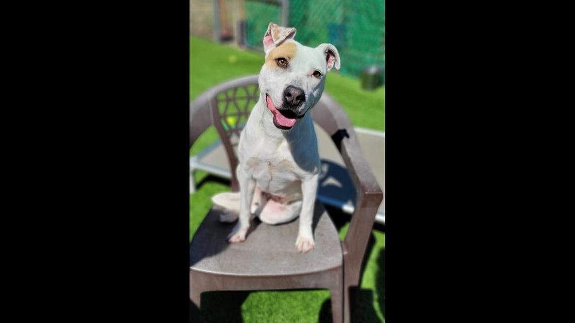 A “sweet” dog struggling at a North Carolina shelter needs a new home.