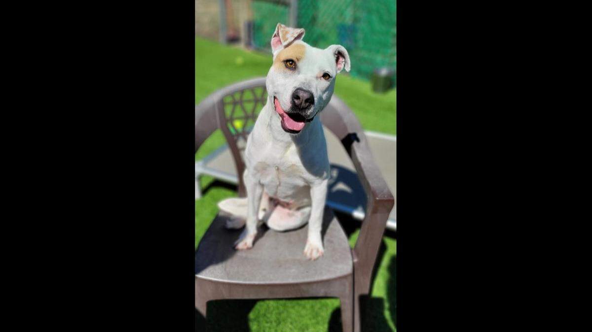 A “sweet” dog struggling at a North Carolina shelter needs a new home.
