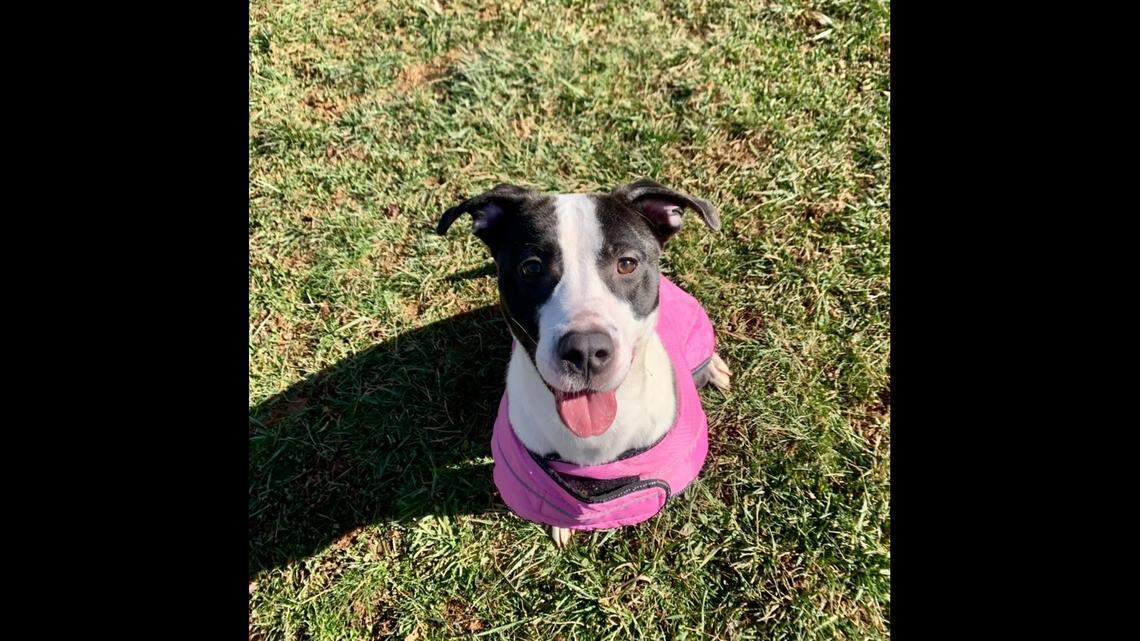 A shelter dog who’s “full of life” is up for adoption in North Carolina.