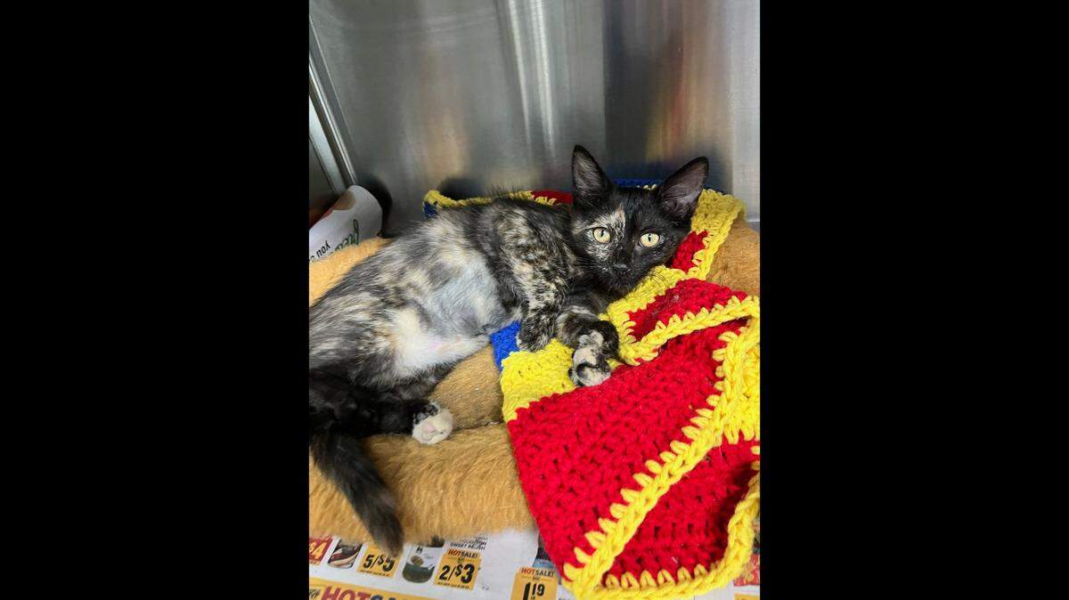 Kittens found outside a North Carolina movie theater were adopted — except for Vivien Leigh. She still needs a home.