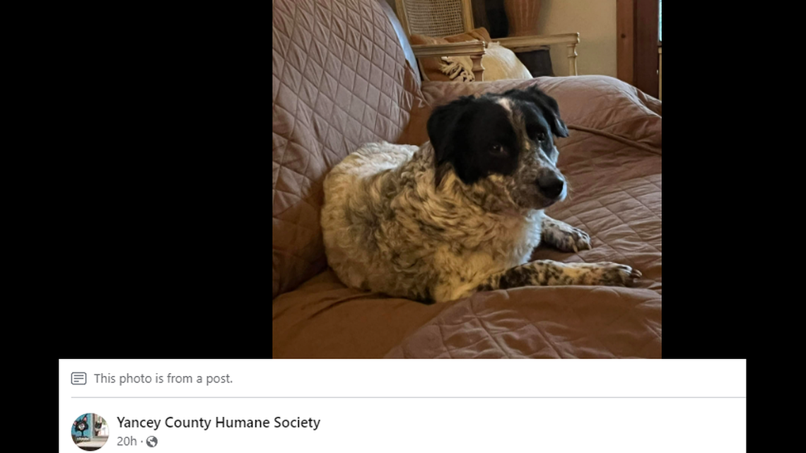 Celia the “precious” North Carolina pup is about 1 years old.