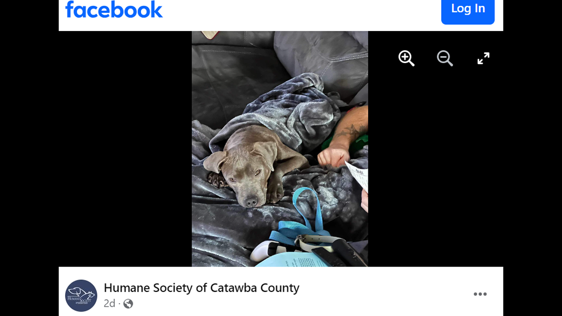 Marco the dog got a second chance after he was found abandoned near a North Carolina shelter.