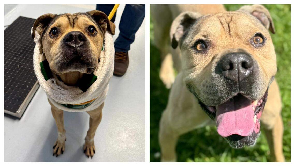 Dog suffered when ‘someone didn’t see his worth.’ Now he needs an owner who does