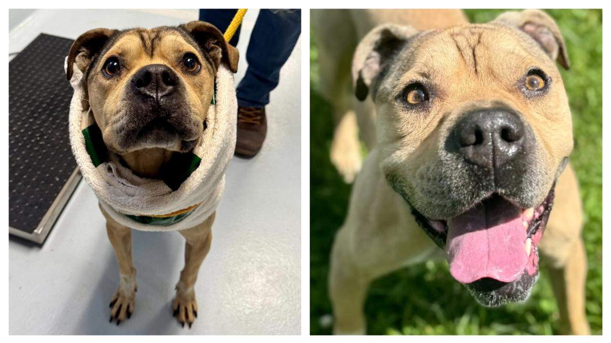 A dog rescued from “under a muddy trailer” is up for adoption in North Carolina.