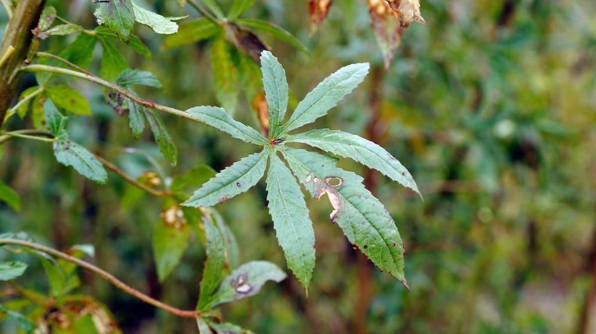 A kanaf plant's leaves look similar to hemp or marijuana, seen in a field outside the Industrial Hemp Manufacturing Company in Spring Hope, NC, on Oct. 28, 2015. Farmers are eager to grow the crop, which can be used in textiles, oil drilling fluid and other products. It has virtually no THC, the active ingredient in marijuana that is smoked. The outer fibers of these plants are used in the textile industry and the inner core is used by the oil and gas industry.