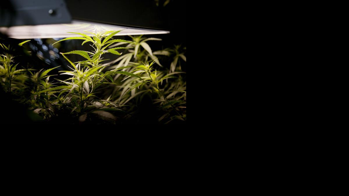 
A marijuana plant grows in a hydroponics garden inside an apartment in Mexico City on Aug. 13, 2013. 
