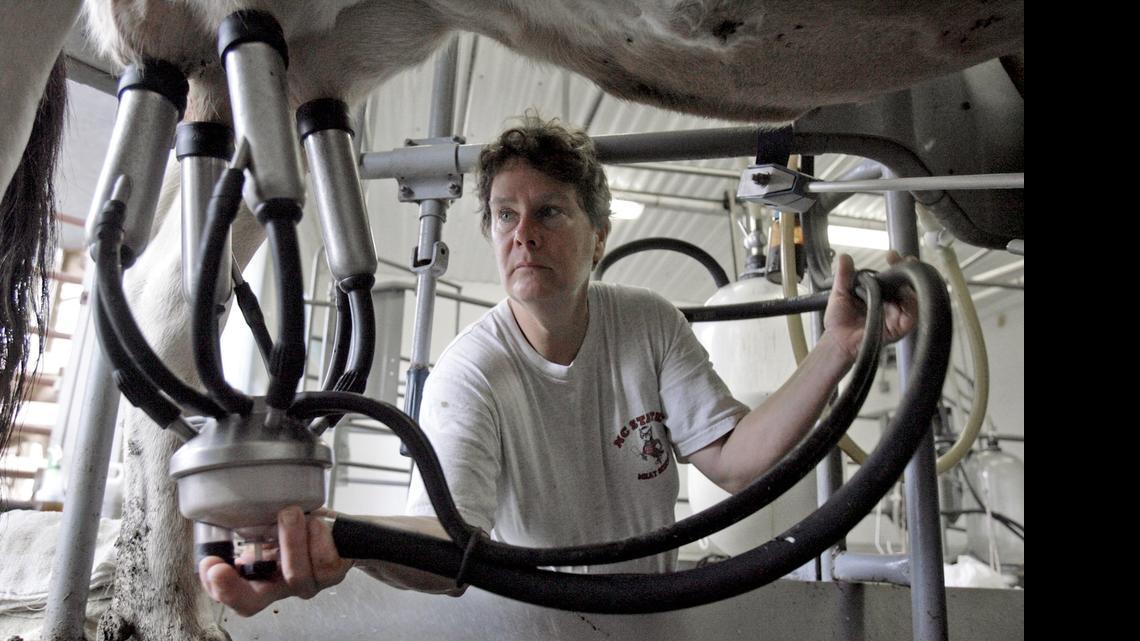 
Portia McKnight connects the milking apparatus to one of the cows at the Chapel Hill Creamery Farm. The N.C. House is looking to legalize raw, unpasteurized milk for human consumption. 
