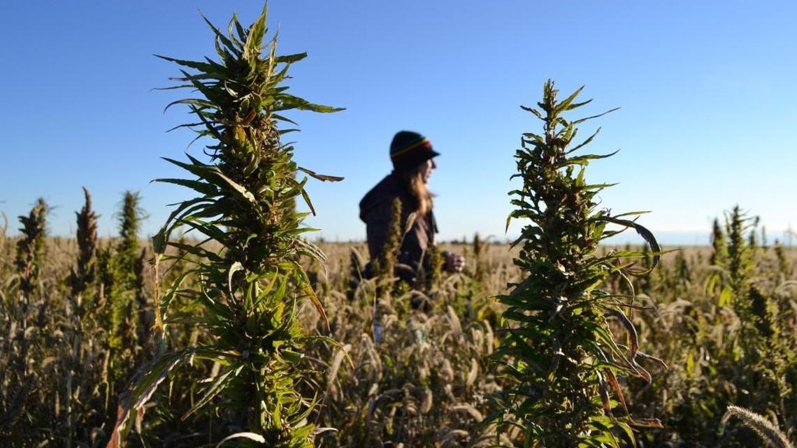 
In this Oct. 5, 2013 file photo, a volunteer helps harvest hemp during the first known harvest of the plant in more than 60 years, in Springfield, Colo. The federal farm bill agreement reached Monday Jan. 27, 2014 reverses decades of prohibition for hemp cultivation. The N.C. House is considering a pilot program to allow the crop to be grown in North Carolina.
