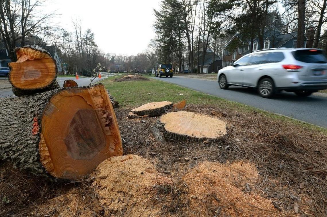 Traffic passes by stumps in the Wellington subdivision where the city removed about two-dozen Bradford Pear trees along Katelyn Drive.
