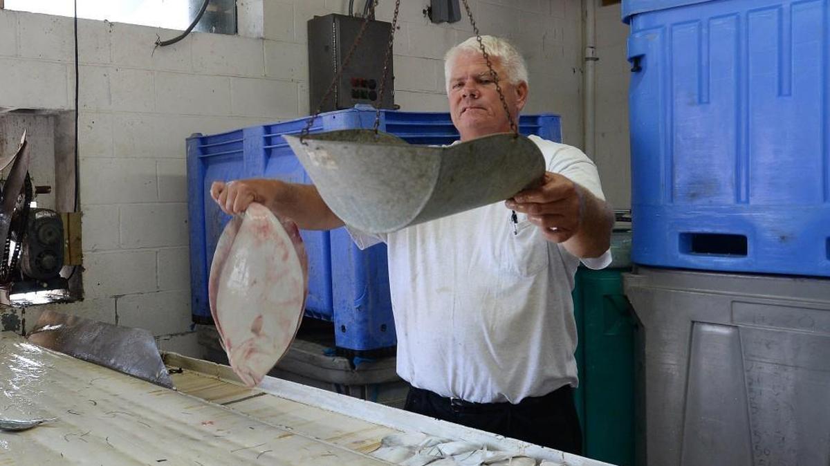 
Sheldon Daniels weighs a flounder which was caught with a pound net by a local fisherman from Atlanic. They were processed at the Beaufort Inlet Seafood Company in Beaufort, N.C. Friday, September 11, 2015.
