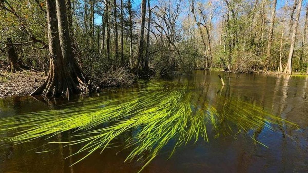 South Fork of the Edisto River. This river is threatened by water siphoning from mega farms, critics say. Industrial-scale farms dispute that.