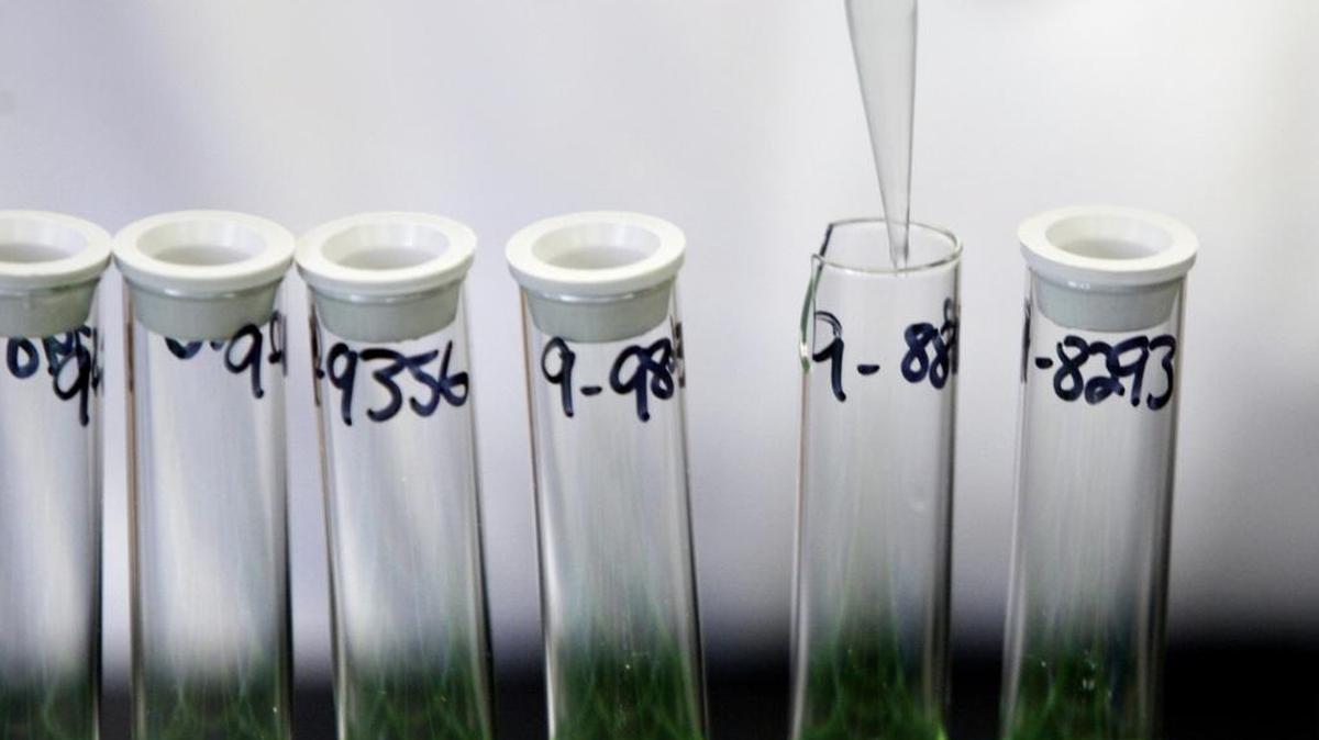 A SBI analyst readies drug screens in a Raleigh toxicology lab in this March 17, 2010, file photo.