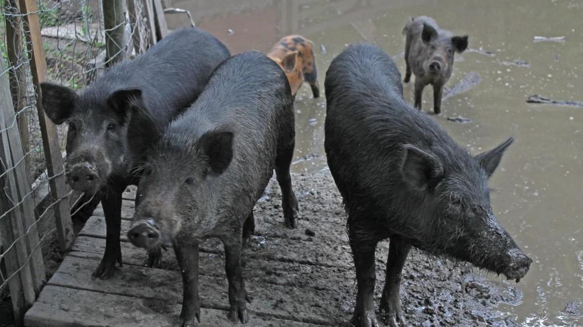 Three hogs stand on a pallet in their sty. The hogs are former wild boar.