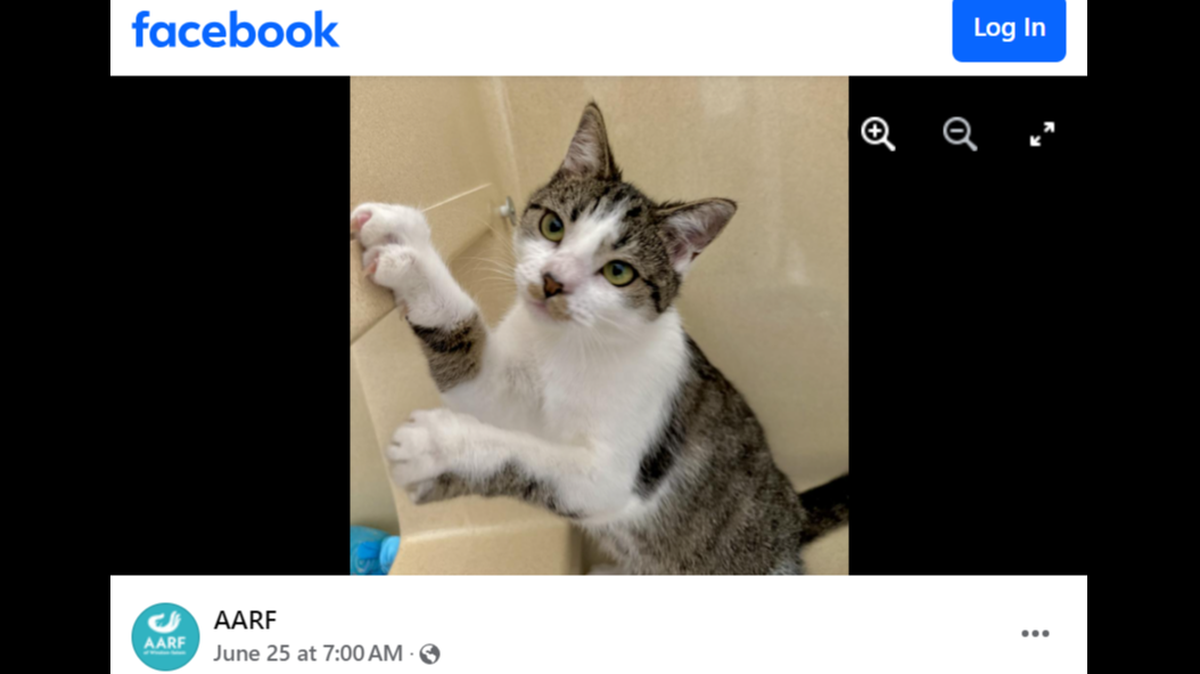 A North Carolina cat rescued from a hardware store is in need of a new owner.
