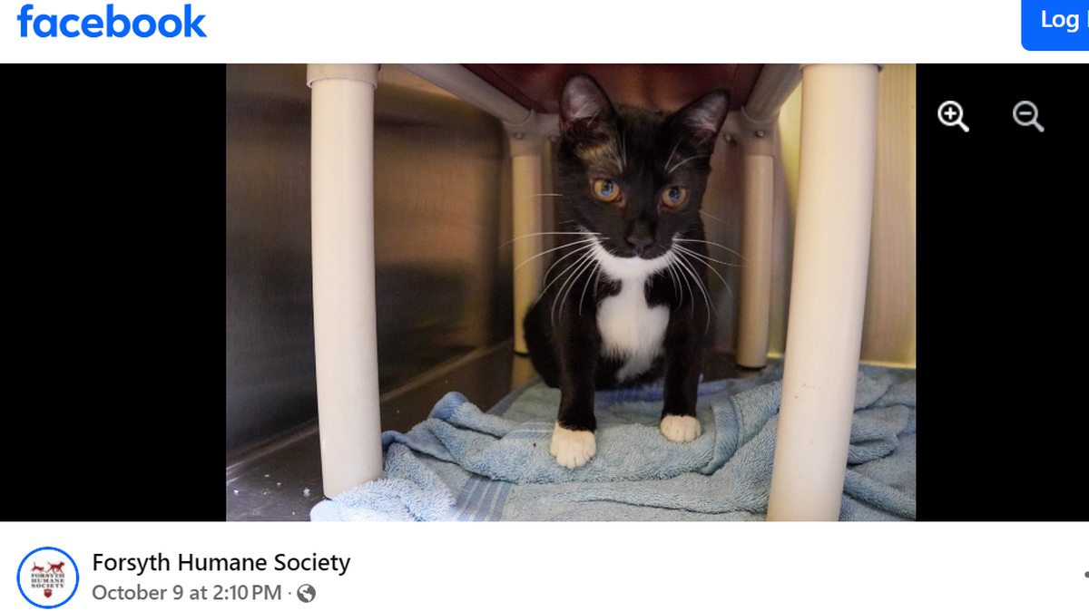 Piper the kitten waits for a new owner after she was rescued from Western North Carolina.