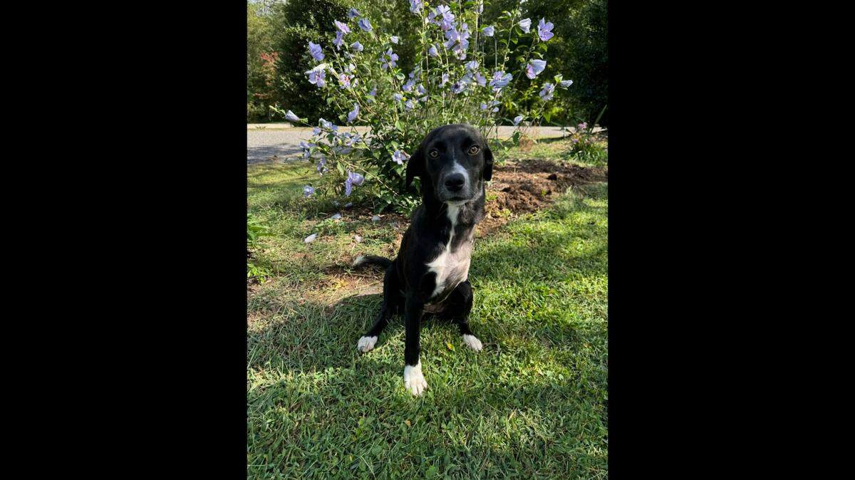 A “sweet” dog who lost her leg is up for adoption in North Carolina.