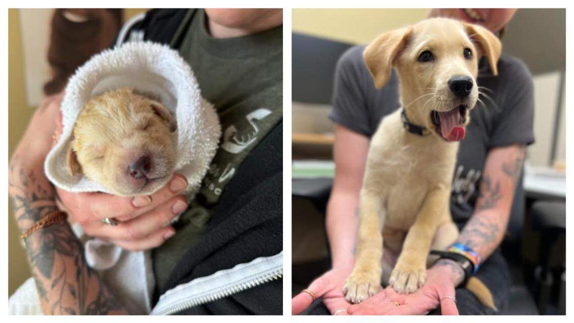 A “miracle” puppy who lost his family will go up for adoption in North Carolina.