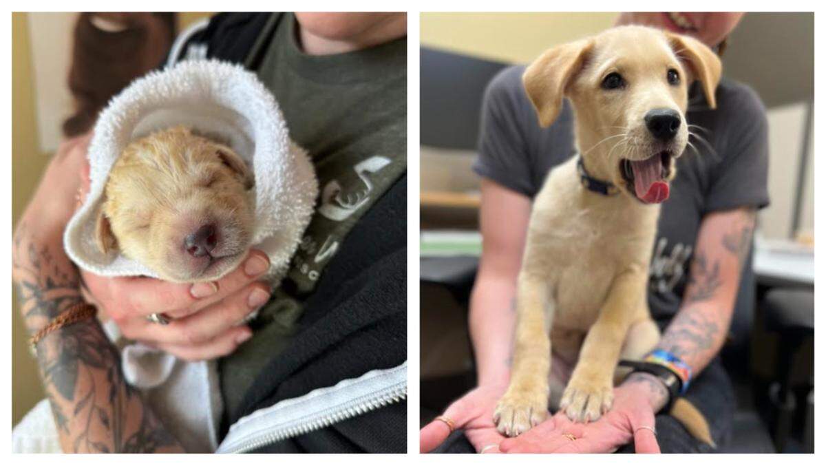 A “miracle” puppy who lost his family will go up for adoption in North Carolina.