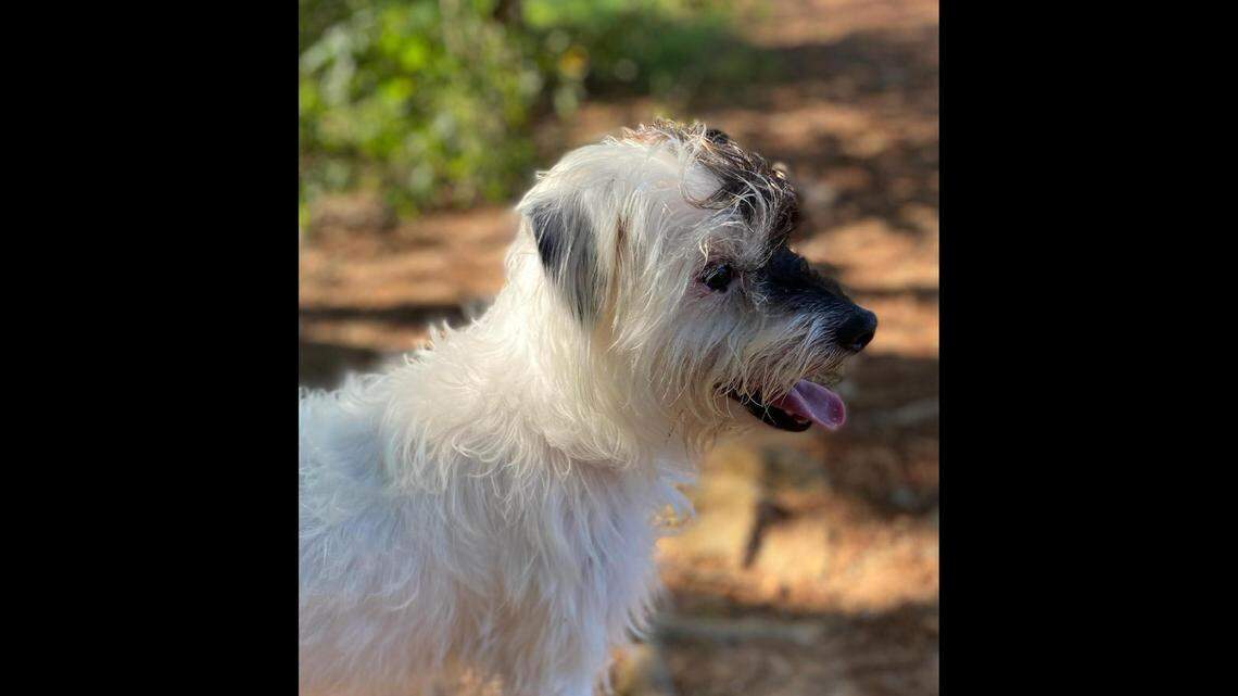 Red Riding Hood the missing dog has a new home after she was found safe, a North Carolina shelter said.