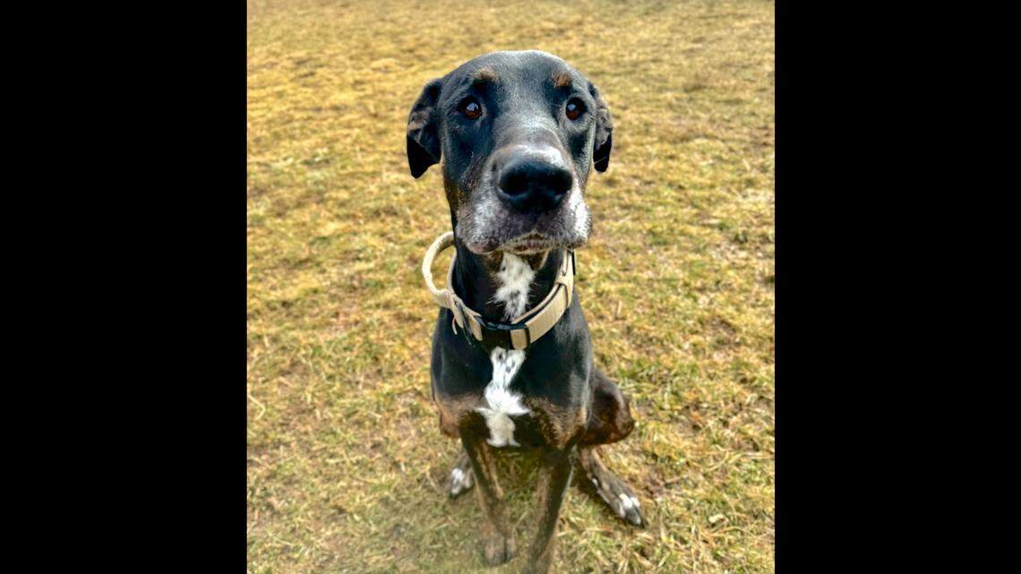 Hurley the dog is up for adoption in the North Carolina mountains.