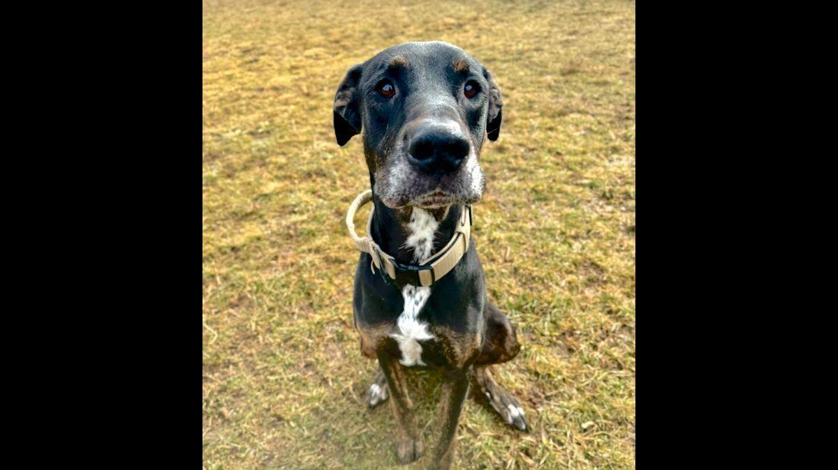 Hurley the dog is up for adoption in the North Carolina mountains.