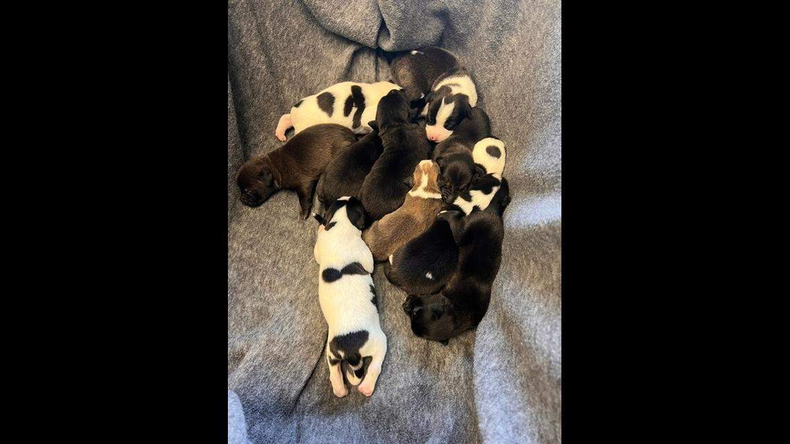 Eight puppies rescued from a ditch still need homes, a North Carolina shelter said.