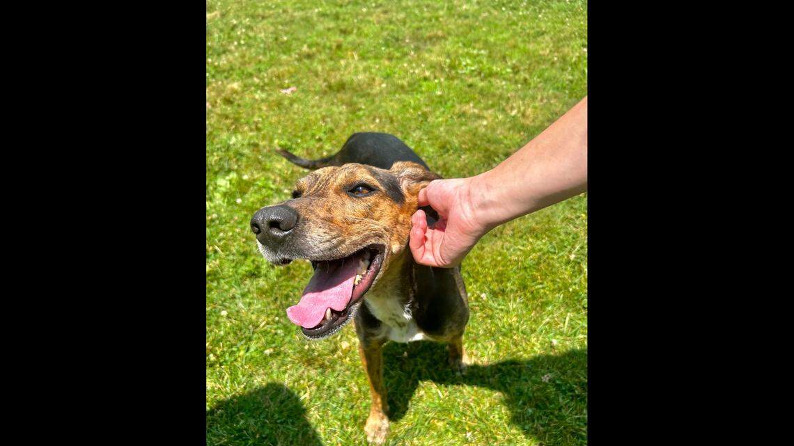 Lil Queen Trash Mouth has been in and out of a North Carolina shelter for two years.