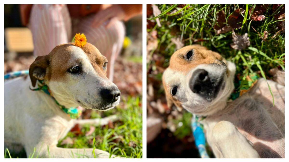 Marbles the “adventurous” pup was adopted in North Carolina.
