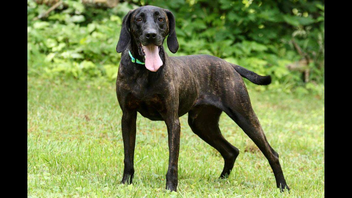 Miles is up for adoption after he was found roaming in the North Carolina mountains, a shelter said.