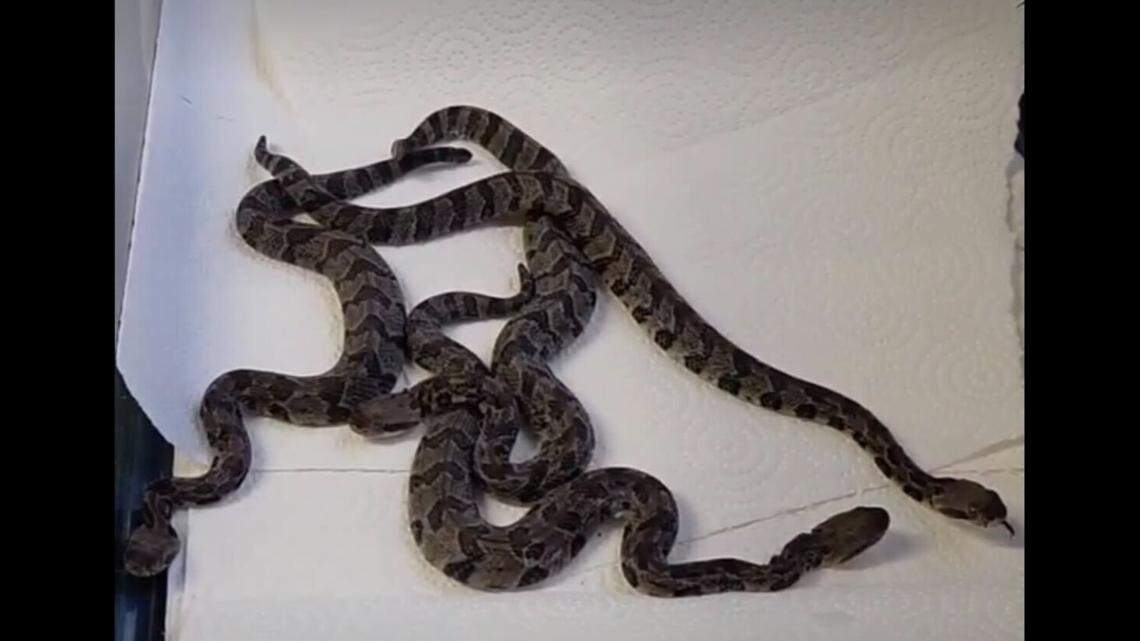 A group of baby snakes got their check-up exams.