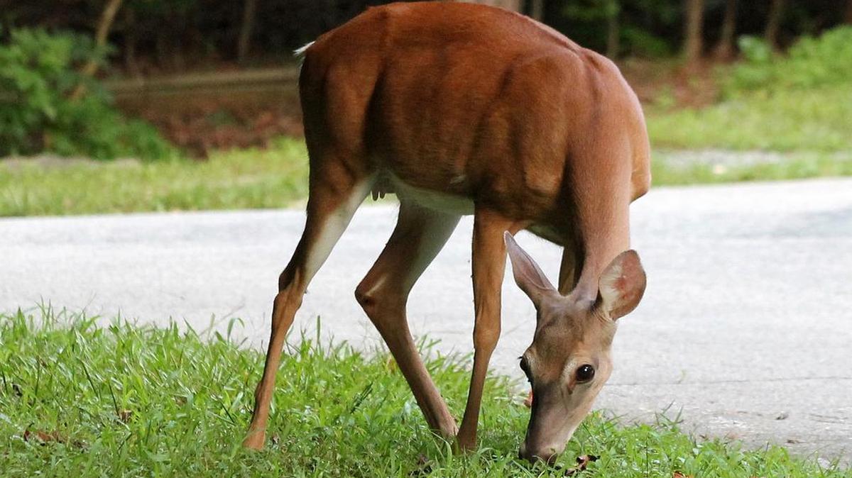 
Urban deer: Such phenomena have “more to do with human activity than changes in animal behavior,” according to Nils Peterson of N.C. State. His area of expertise: intersections between human and natural systems.
