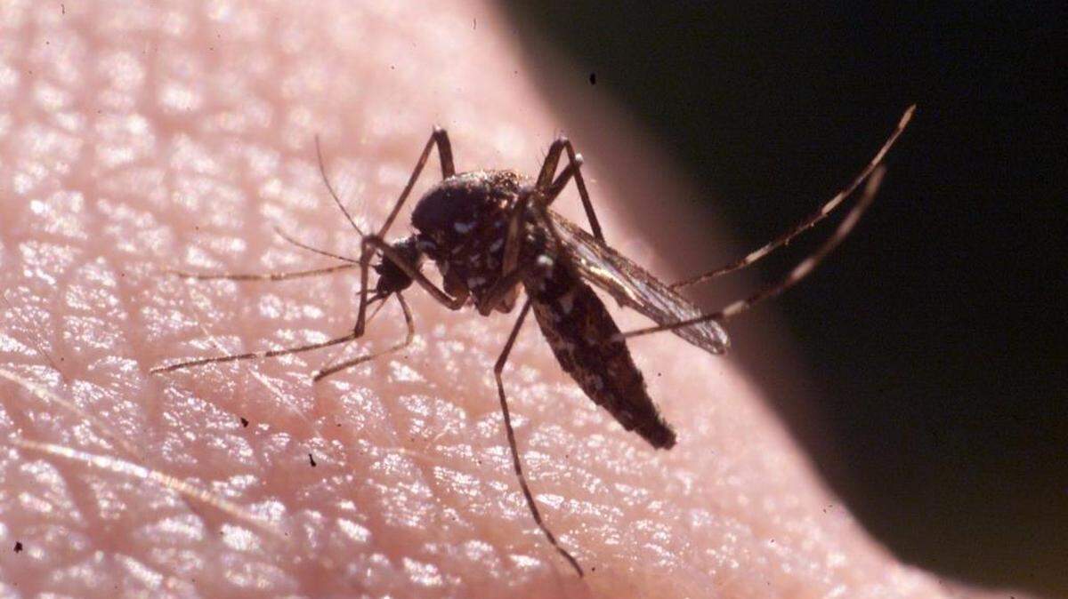 
The Asian tiger mosquito (Aedes albopictus) is “the most prevalent species across the state, particularly in large urban areas,” according to Michael Waldvogel of N.C. State.
