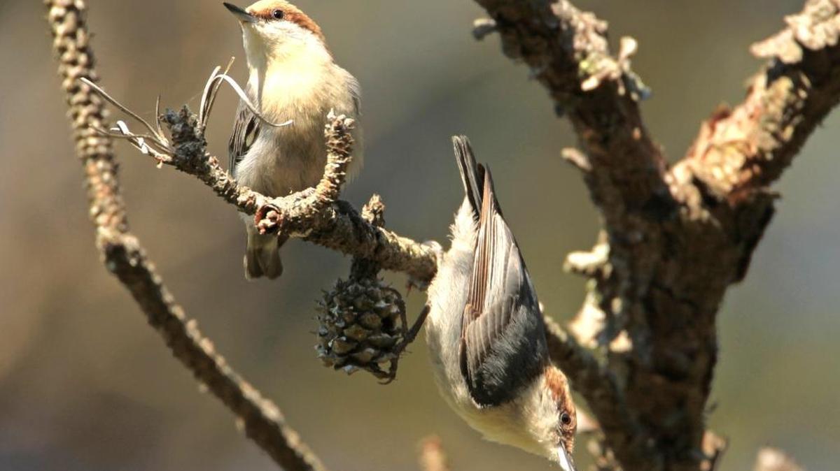 For nuthatches – highly social creatures – togetherness is a given.