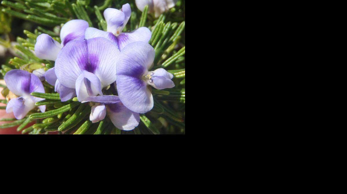 
These are flowers of Psoralea vanberkelae.

