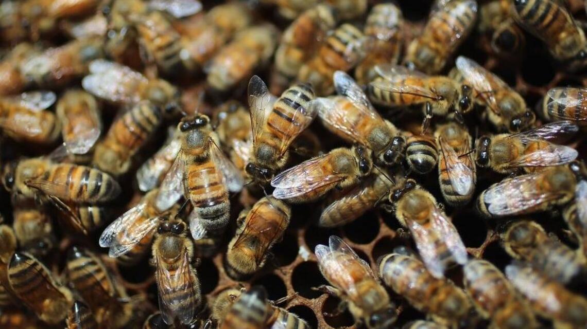 Scientists ask for help finding zombie bees in NC