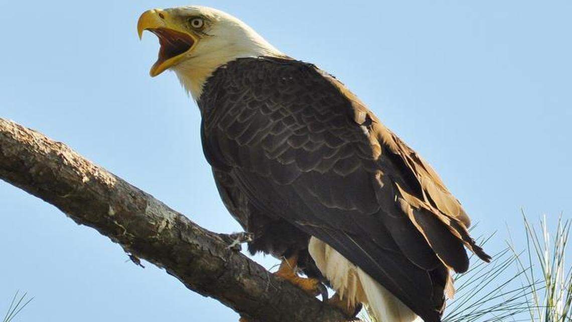 
A bald eagle in Georgia: Eagles prey on American coots, which dine almost exclusively on hydrilla, an invasive aquatic plant. Bacteria that can grow on the underside of hydrilla leaves contain a powerful toxin that infects waterfowl – including coots.
