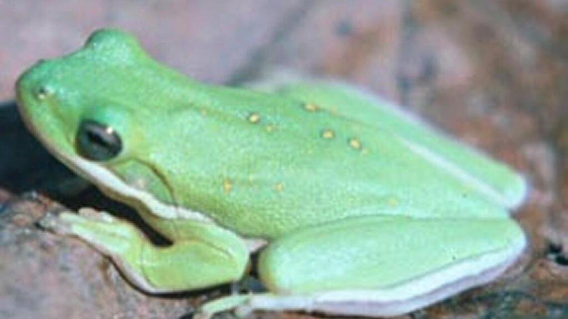 Inside NC Science: How to count free-range tree frogs